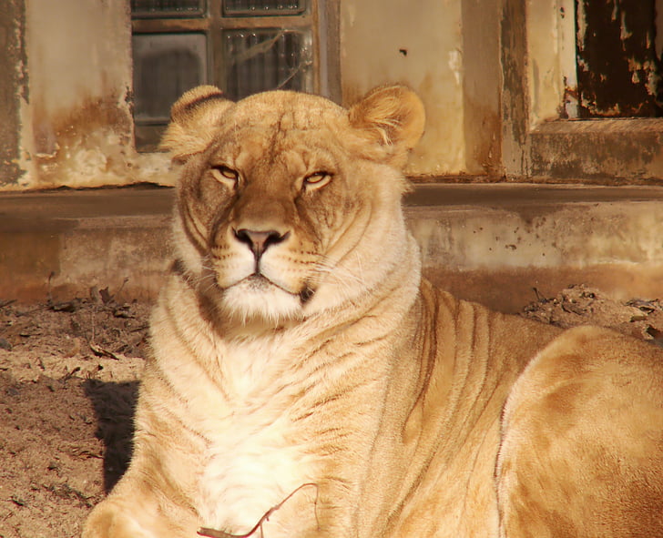 Lauva, Āfrika, dzīvnieki, eksotiskiem dzīvniekiem
