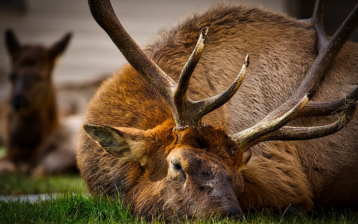 Jeloustonas, Nacionālais parks, Wyoming, HDR, Elk, Bull, vīrietis