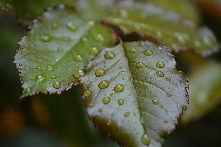 Rosenblatt, dážď, Drip, mokré, vody, dažďová kvapka, kvapky vody