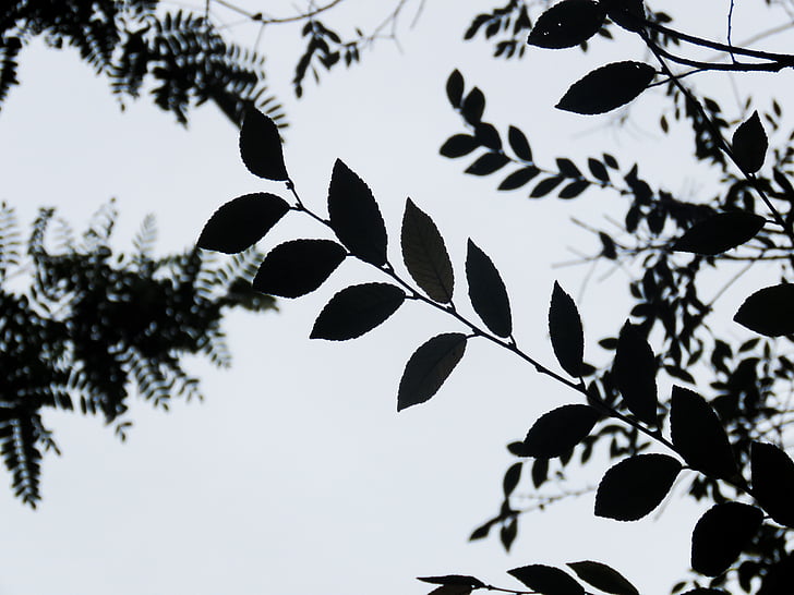 green, leaf, plant, trees, leaves, silhouette, nature