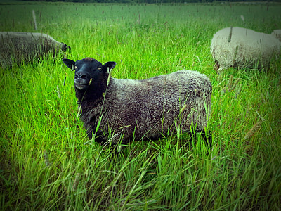 芬兰夏季, 的羊, 绿色, 字段, 干草, 景观, 芬兰语