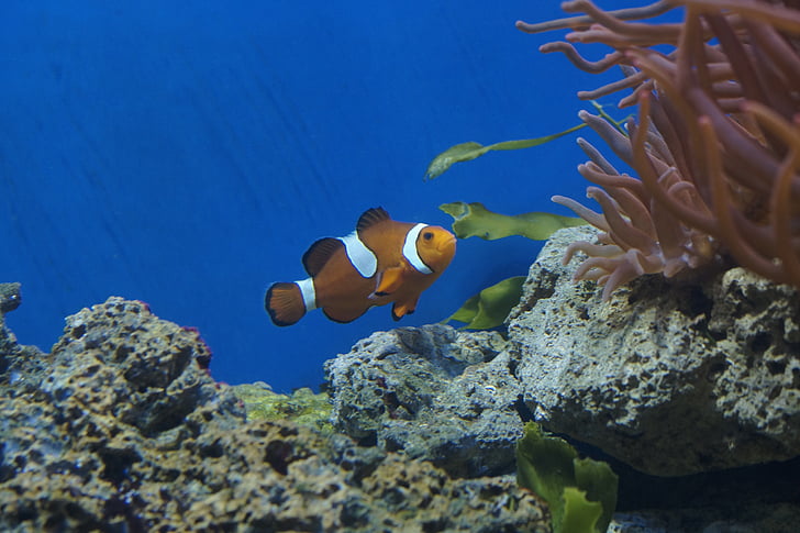 Nemo, Aquarium, Clown-Fisch, Fisch, Coral reef, Unterwasser, Riff