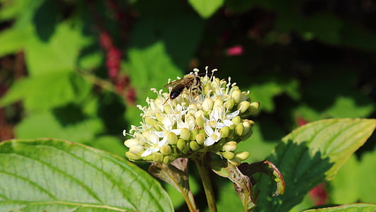con ong, Blossom, nở hoa, côn trùng, Hoa, vĩ mô, đóng