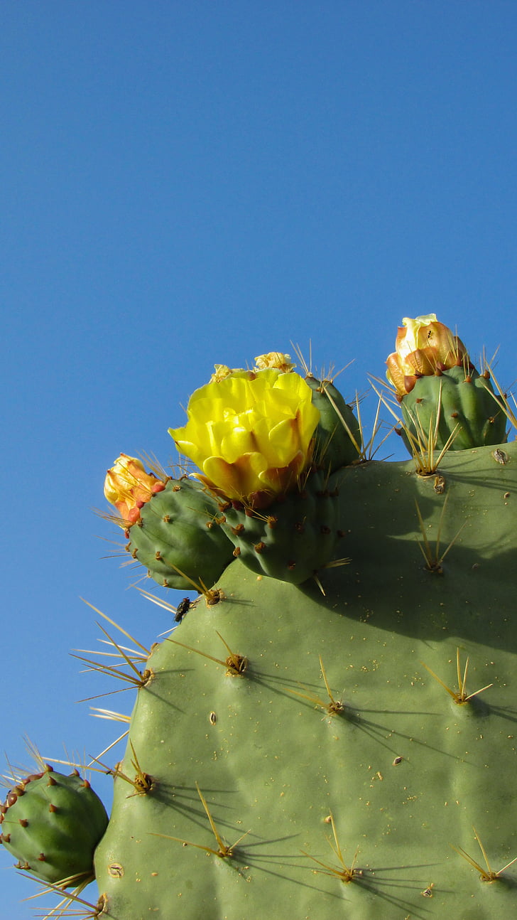 Chypre, Ayia napa, Parc de cactus, Cactus, épines, plante, nature