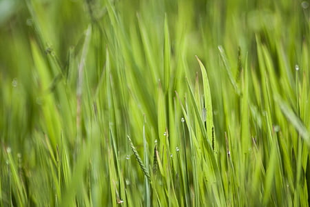 verd, gramínies, natura, bri d'herba, planta, herba, fons