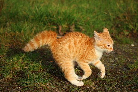 kitten, red mackerel tabby, cat baby, cat, autumn, playful, meadow
