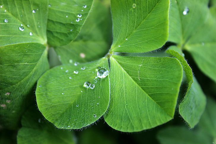 Four leaf apila, onnea, vihreä, vesi, tippuminen, pisara vettä, onnenkalu