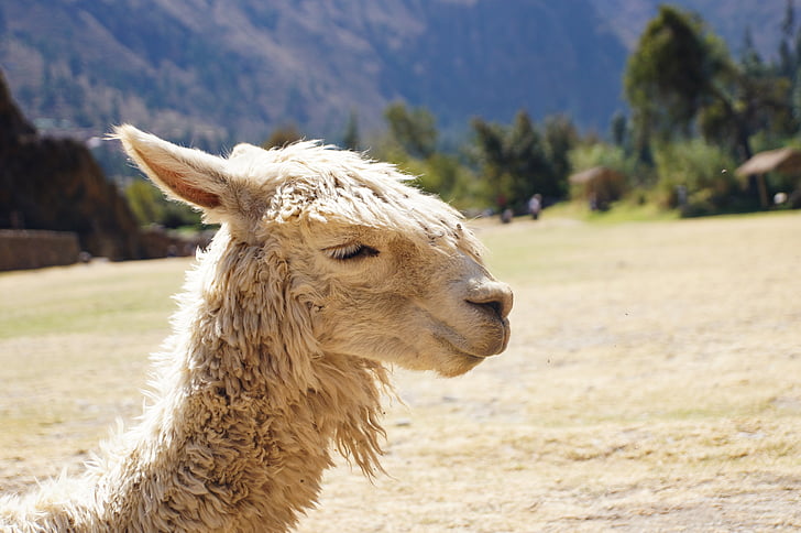 állat, Láng, Andina, Andesi állatok, Peru, egy állat, állati témák
