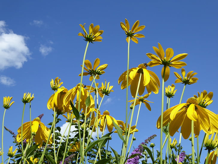 bunga musim panas, kuning, Taman bunga, cerah, Flora, komposit, tanaman