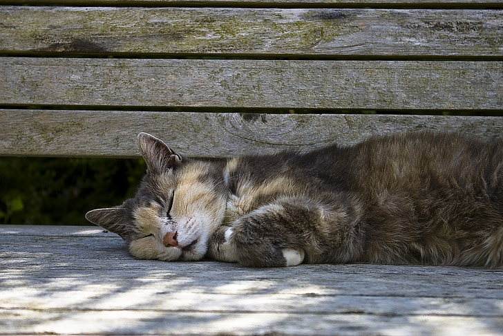 γάτα, κατοικίδιο ζώο, κοιμάται, πάγκος, αξιολάτρευτο, γατούλα