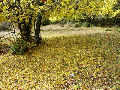 jardín, caída, hojas, amarillo, naturaleza, alfombra, árbol