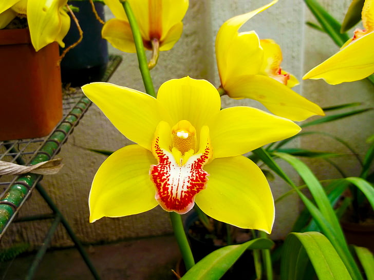 fiore, giallo, primavera, natura
