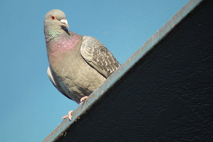 dove, pigeon birds, bird, animal, wildlife, nature, beak