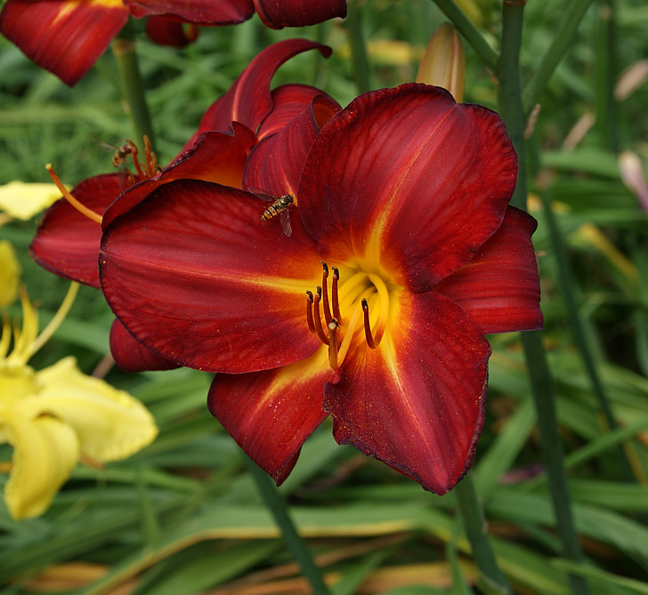 lily, garden, flower, blossom, bloom, nature, red