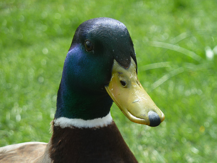 duck, animals, bird
