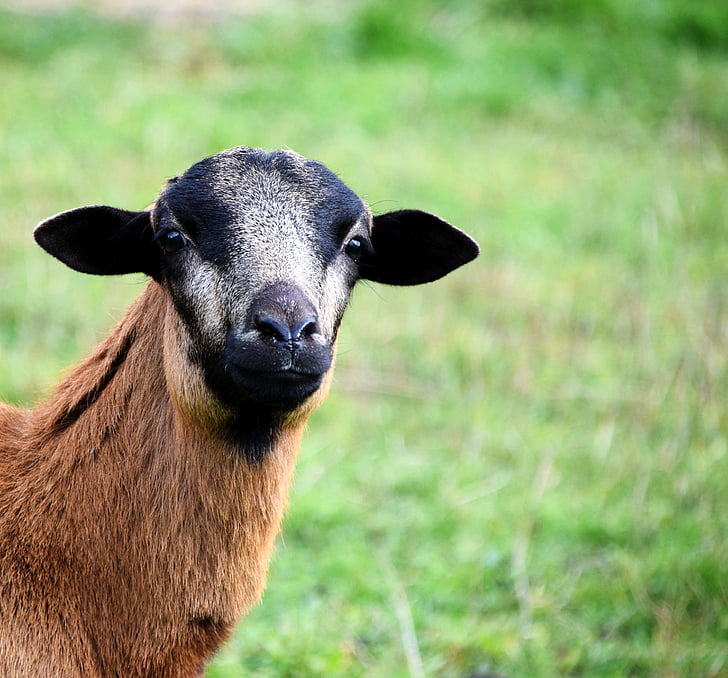sheep, curious, animal, domestic goat, fur, livestock, goat's head