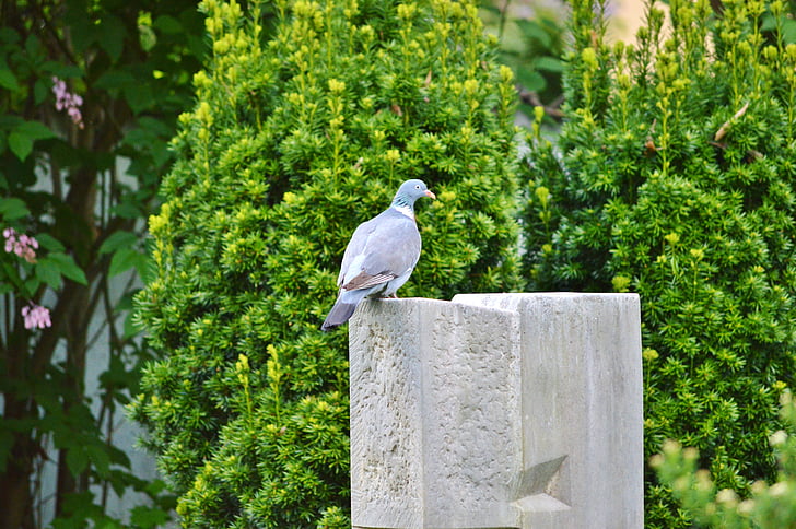 dove, bird, feather, animal, plumage, wing, city pigeon