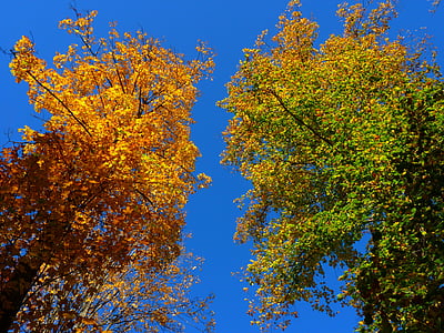 otoño, colorido, árboles, hojas, amarillo, verde, cielo