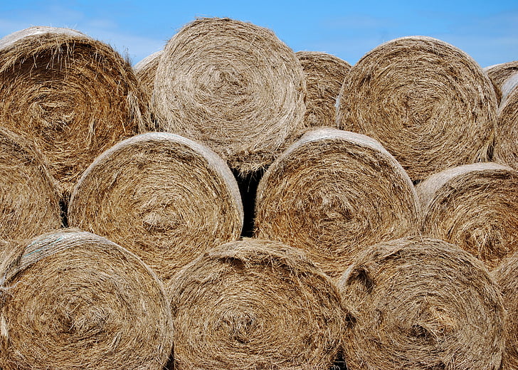 hay, bales, round, blue sky, summer, agriculture, farm