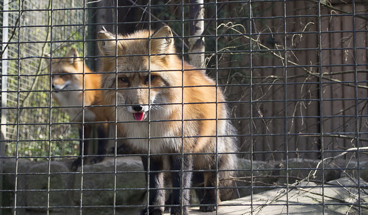 Fuchs, enceinte, cage, Zoo