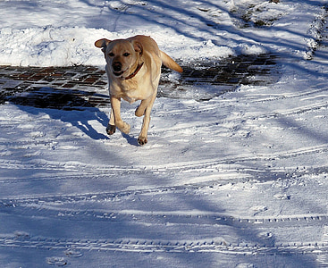 dog, run, labrador, snow, animal, race, fun