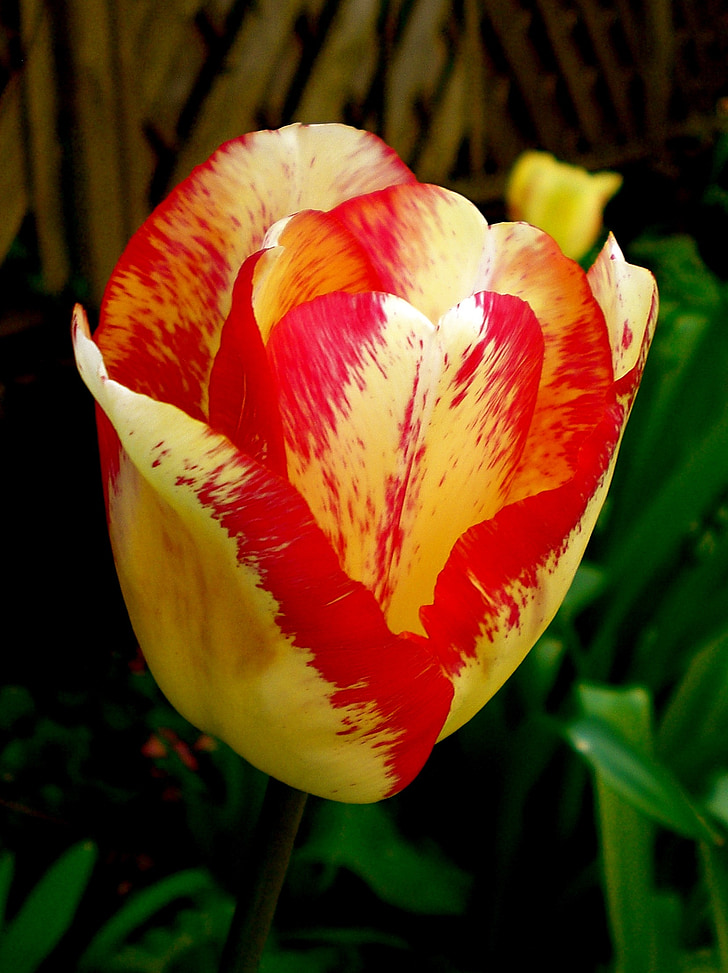 Tulipa, groc, vermell, primavera, flor, flor, flor