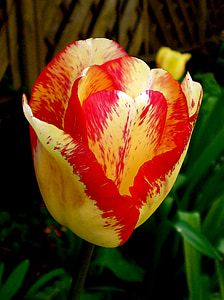 Tulip, amarillo, rojo, primavera, flor, floración, flor
