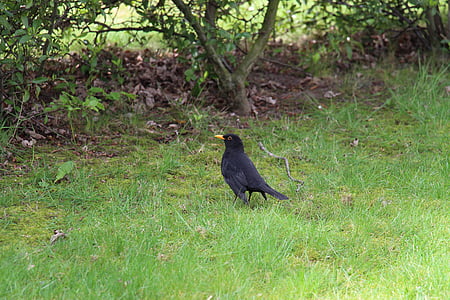 blackbird, bird, nature, grass, meadow, birds, black