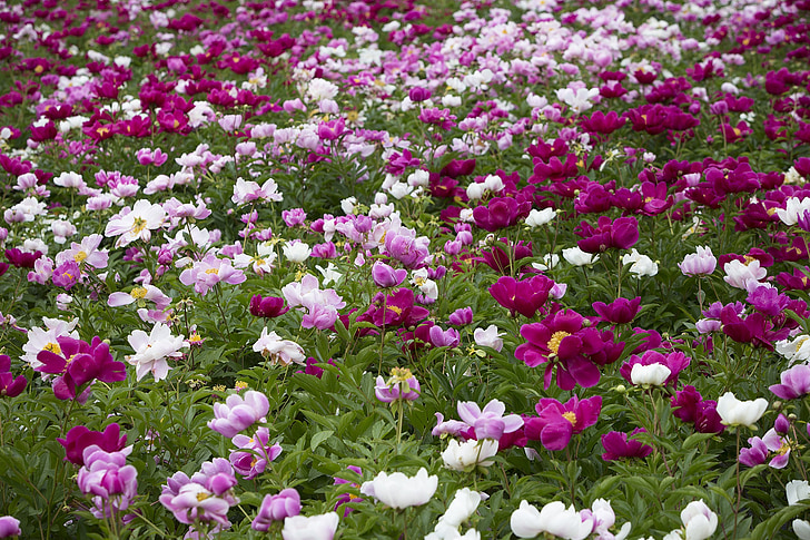 Pfingstrose Blumen, Blumen, Blumengarten, Garten, abstrakt, s, Hintergrund