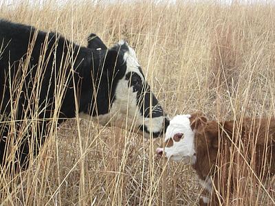 Корова, теленок, мама, ферма, животное, говядина, Животноводство
