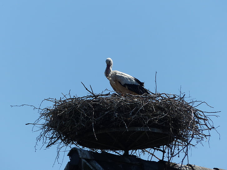 stork, new beginning, spring, birth, nest