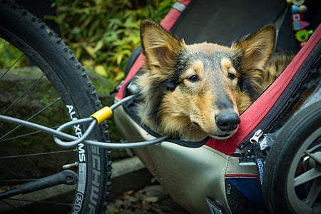 alternative transportation, bicycle trailer, dog, pet, sheepdog, urban transportation, bicycle