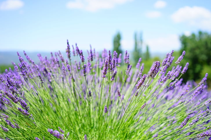 lavender field, flowers, purple, flora, floral, lavender, lavender flowers