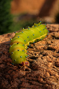 Caterpillar, Saturnia pyri, martinac, mariposa, pupa, verde, piedra