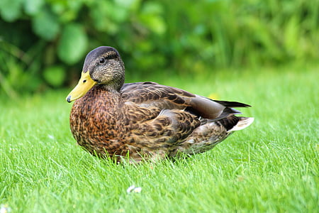 duck, mallard, plumage, water bird, bird, meadow, waters