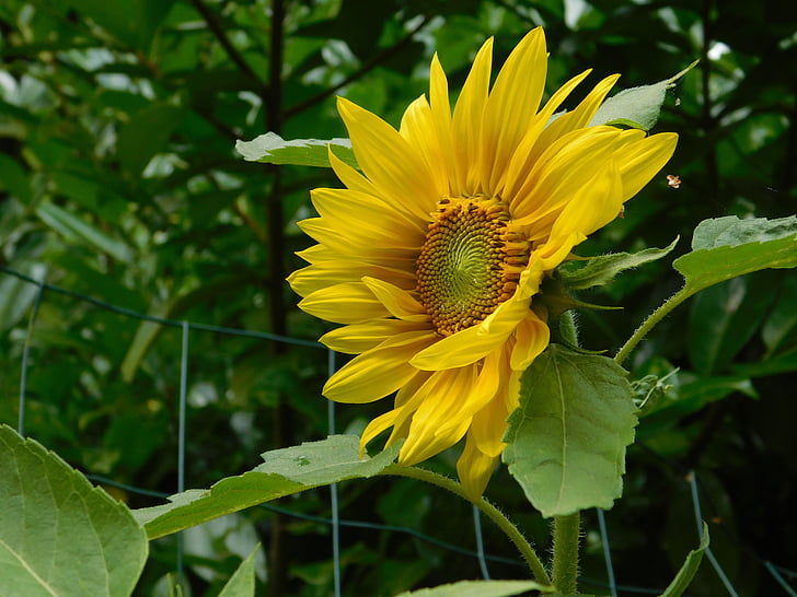слънчоглед, частна градина, лято