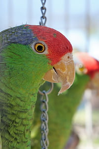 parrot, nature, bird, bird lover, wilderness, tropical, animal