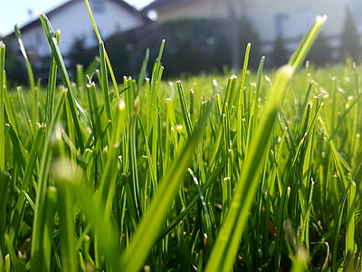 трева, Ръш, острието на трева, halme, затвори, природата, ливада