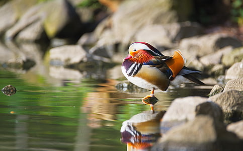 patka, mandarinske patke, ptica, voda ptica, vode, šarene, perje