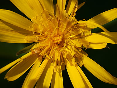 алпийският цвете, Блосъм, Блум, жълто, природата