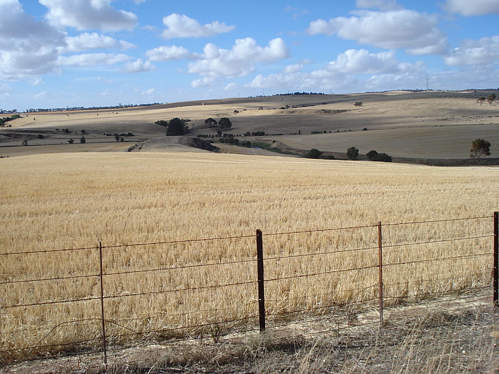 paddock, crop, wheat, grain, sky, agriculture, rural