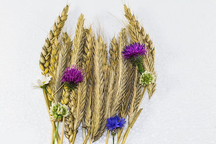 grain strauss, wheat, cornflower, summer, spike, rye