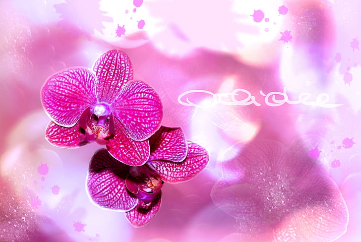 орхідея, квітка, цвітіння, цвітіння, завод Боке, фіолетовий