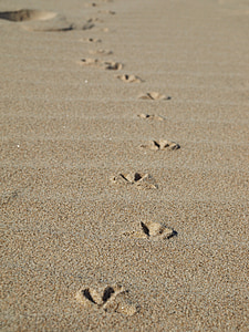 footprints, beach, seagull, sand, beach sand, edge of the sea