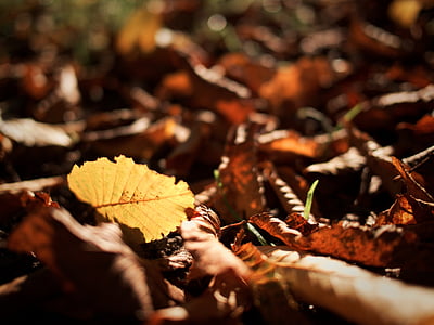 hösten, Leaf, naturen, brun, lämnar, oktober, guld