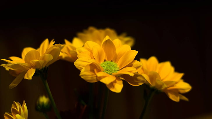 puķe, dzeltena, aizveriet, zieds, Bloom