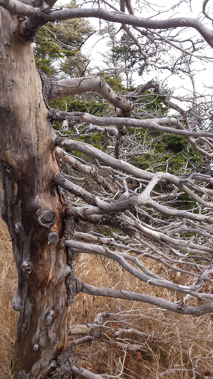 arbre, branches, nature, bois, tronc, vieillissement, vieux
