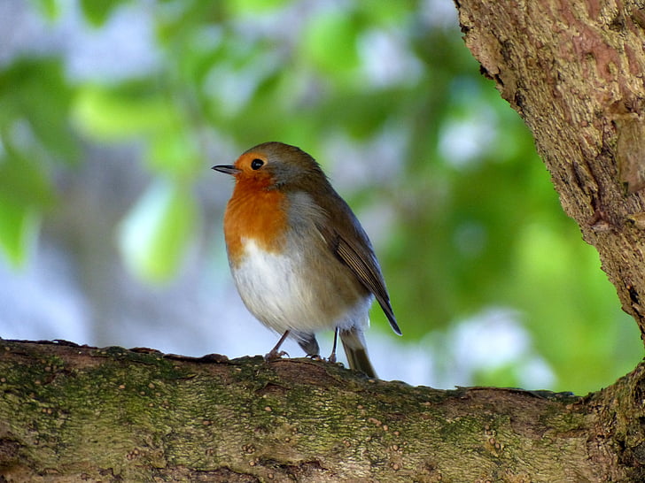 bird, robin, nature, foraging, close, animals, birds