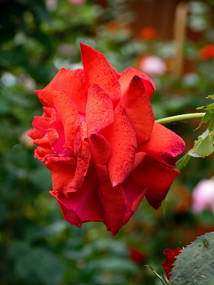 Роза, Едит де Мартинели, катерене роза, цветя, червен, Блосъм, Блум