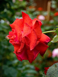 color de rosa, Edith de martinelli, Rosa escalada, flores, rojo, flor, floración